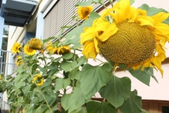 Sonnenblumen
