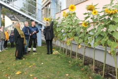 Sonnenblumen1