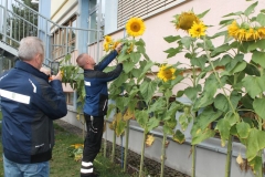 Sonnenblumen3