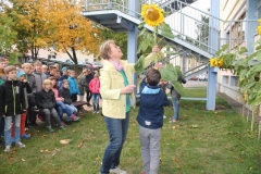 Sonnenblumen5