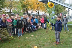 Sonnenblumen6