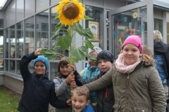 Sonnenblumen7